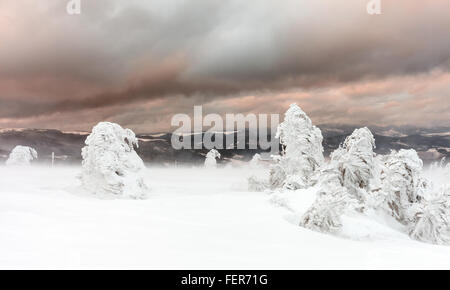 Frisch gefallener Schnee bedeckt die Äste der Bäume. Schnee-Sturm Bäume im Wald mit dicken Beschichtung von schweren Eis und Schnee links Stockfoto