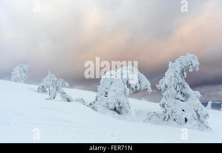 Frisch gefallener Schnee bedeckt die Äste der Bäume. Schnee-Sturm Bäume im Wald mit dicken Beschichtung von schweren Eis und Schnee links Stockfoto