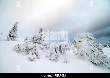 Frisch gefallener Schnee bedeckt die Äste der Bäume. Schnee-Sturm Bäume im Wald mit dicken Beschichtung von schweren Eis und Schnee links Stockfoto