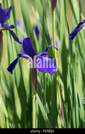 Violette Iris Blume Stockfoto