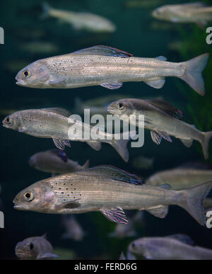 Schule der Arctic Grayling kaltes Süßwasser Fische schwimmen in Ripleys Aquarium Toronto Stockfoto