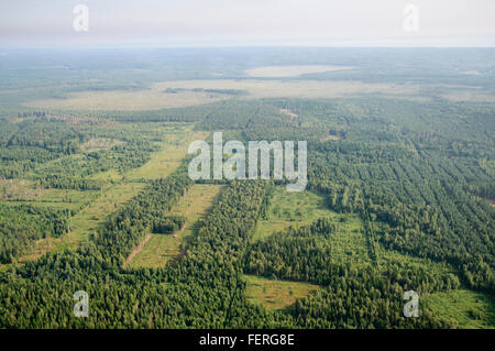 Klares patchwork und Fragmentierung in der Lettischen Wälder Stockfoto