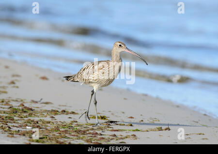 Eurasische Brachvogel Numenius Arquata zu Fuß am Sandstrand des Golfs von Riga Stockfoto