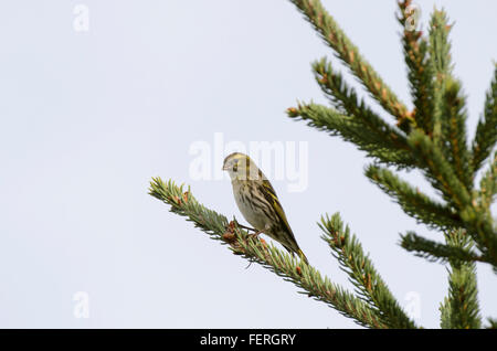 Weibliche eurasischen Zeisig Zuchtjahr spinus Stockfoto