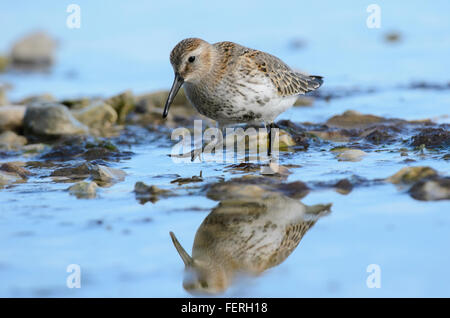 Alpenstrandläufer Calidris Alpina juvenile waten am Strand des Golfs von Riga Stockfoto