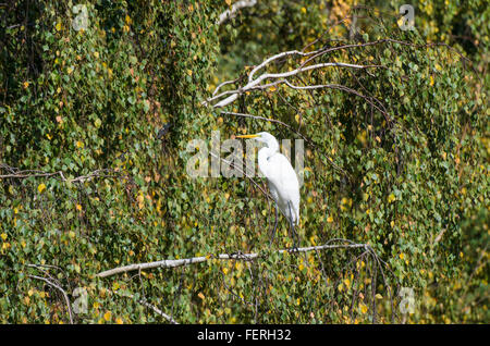 Große weiße Reiher Ardea Alba auf einem Ast Stockfoto