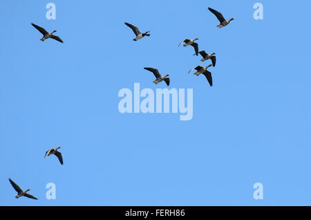 Ein Knäuel von Gänsen, gemischte Arten Migration Süden im Herbst Stockfoto