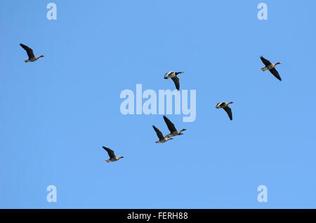 Ein Knäuel von Anser Gänse, gemischte Arten Migration Süden im Herbst Stockfoto