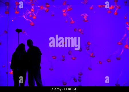 Paar unter einem Selfie gegen eine Wand des Pazifischen Meer Brennnesseln in rotes Licht schwimmen in Ripleys Aquarium Toronto Stockfoto