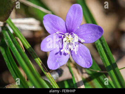 Gemeinsame Anemone Hepatica Leberblümchen Blume Stockfoto