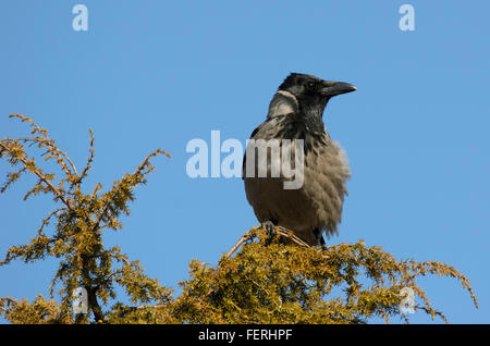 Mit Kapuze Krähe Corvus Cornix sitzen auf Baumkrone Stockfoto