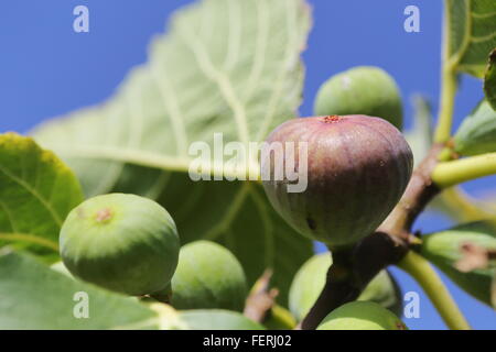 Feigen Reifen auf einem Baum Stockfoto