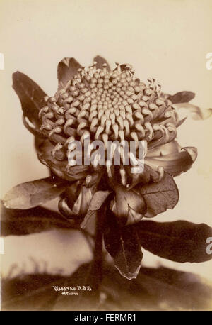 Ein Foto von Star Photo Co. Aus dem Jahr 1900-1910 zeigt die Waratah, eine australische Blume. Die Waratah ist bekannt für ihre markanten roten Blüten, die oft mit der nationalen Flora des Landes in Verbindung gebracht werden. Dieses Bild fängt die Schönheit und Bedeutung der Blume im Australien des frühen 20. Jahrhunderts ein. Stockfoto