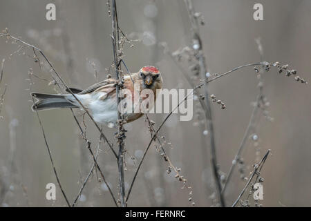 Lesser Redpoll (Acantdieses Kabarett) Stockfoto