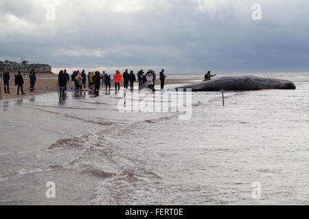 Pottwal (Physeter Macrocephalus). Körper eines 14 Meter lange gestrandeten Tieres Hunstanton, North Norfolk, Großbritannien. 5. Februar 2016. Stockfoto