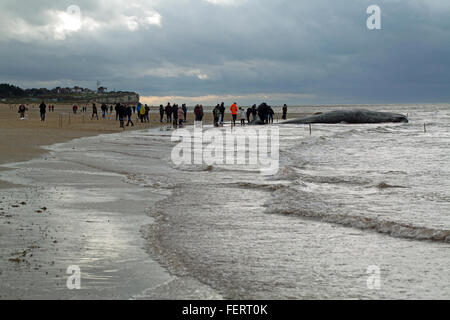 Pottwal (Physeter Macrocephalus). Körper eines 14 Meter lange gestrandeten Tieres Hunstanton, North Norfolk, Großbritannien. 5. Februar 2016. Stockfoto