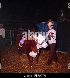 Austin Livestock Show - Gewinner Rinder, Vieh Stockfoto