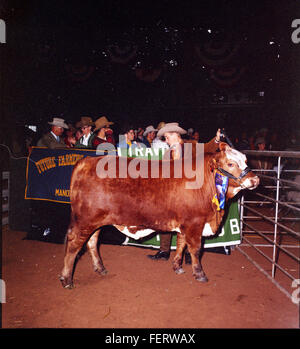 Austin Livestock Show - Gewinner Rinder, Vieh Stockfoto