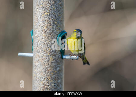 Erlenzeisig (Spinus Spinus) auf ein Futterhäuschen für Vögel Stockfoto