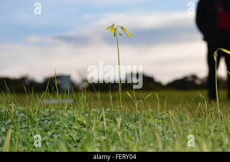Gelbe Sourgrass Blume im Rasen Wiese Stockfoto