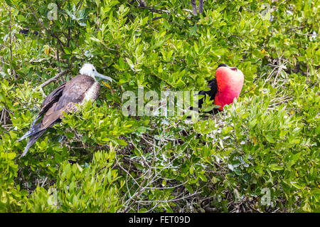 Herrliche Frigatebirds (Fregata magnificens), Juvenile und männlich in Codrington Lagune, Barbuda, Antigua und Barbuda anzeigen Stockfoto