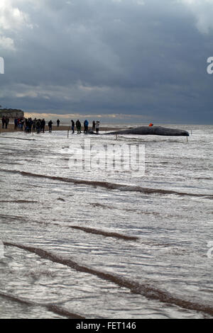 Pottwal (Physeter Macrocephalus). Körper eines 14 Meter lange gestrandeten Tieres Hunstanton, North Norfolk, Großbritannien. 5. Februar 2016. Stockfoto