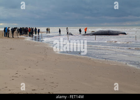 Pottwal (Physeter Macrocephalus). Körper eines 14 Meter lange gestrandeten Tieres Hunstanton, North Norfolk, Großbritannien. 5. Februar 2016. Stockfoto