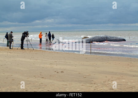 Pottwal (Physeter Macrocephalus). Körper eines 14 Meter lange gestrandeten Tieres Hunstanton, North Norfolk, Großbritannien. 5. Februar 2016. Stockfoto