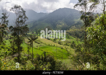 Cocora-Tal (Valle de Cocora), Quindio Region, in der Nähe von Salento, Kolumbien Stockfoto