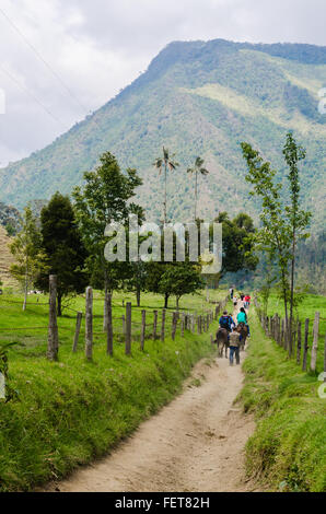 Cocora-Tal (Valle de Cocora), Quindio Region, in der Nähe von Salento, Kolumbien Stockfoto