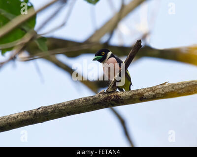 Schwarz-gelbe Broadbill (Eurylaimus Ochromalus) auf Ast, Kaeng Krachan National Park, Petchaburi, Thailand Stockfoto