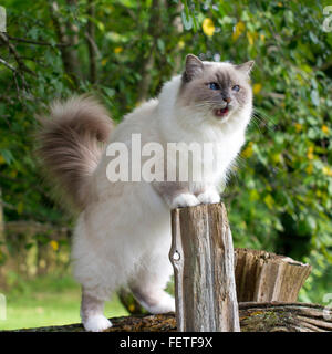 Große flauschige Katze mit blauen Augen aufrecht auf den Hinterbeinen stehend Stockfoto