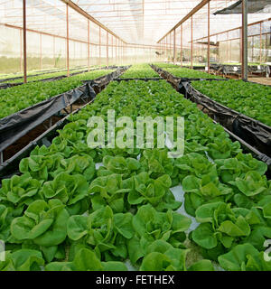 Bio Salat Pakchoi im angebauten Gewächshaus Pflanzen Stockfoto