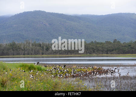 Spaltfußgänse (Anseranas semipalmata), Hasties Sumpf, Atherton Tablelands, Far North Queensland, Australien Stockfoto