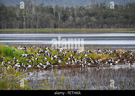 Spaltfußgänse (Anseranas semipalmata), Hasties Sumpf, Atherton Tablelands, Far North Queensland, Australien Stockfoto