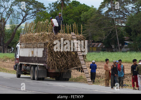 Sugercane Ernte, Negros Occidental, Philippinen Stockfoto