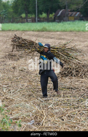 Sugercane Ernte, Negros Occidental, Philippinen Stockfoto