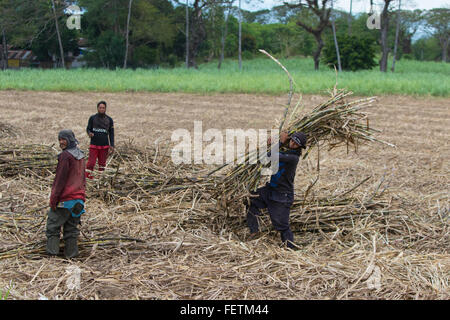 Sugercane Ernte, Negros Occidental, Philippinen Stockfoto