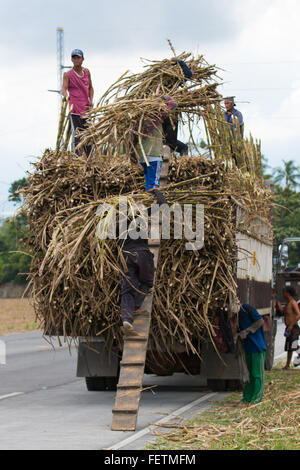 Sugercane Ernte, Negros Occidental, Philippinen Stockfoto