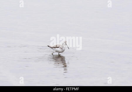 Ein Grünschenkel auf Nahrungssuche in den Gewässern der Lagune bei zwei Tree Island, Leigh on Sea, Essex Stockfoto