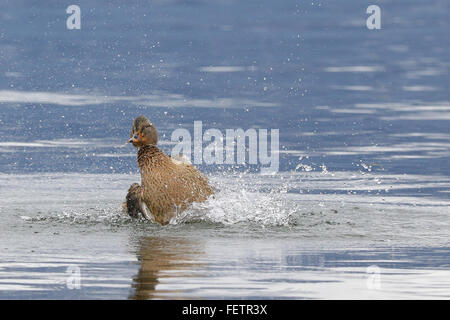 Weibliche Stockente Ente Spritzwasser während der Paarungszeit Stockfoto