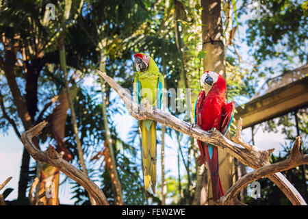 Paar von Green-Winged und scharlachrote Aras in Natur, Bali, Indonesien Stockfoto