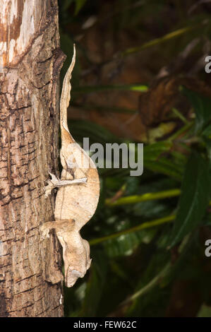 Fantastische Blatt Tailed Gecko (Uroplatus Phantasticus), Madagaskar Stockfoto