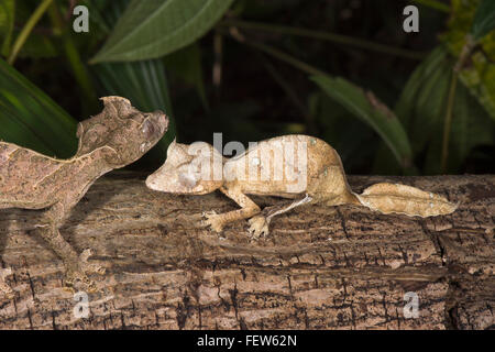 Fantastische Blatt Tailed Gecko (Uroplatus Phantasticus), Madagaskar Stockfoto