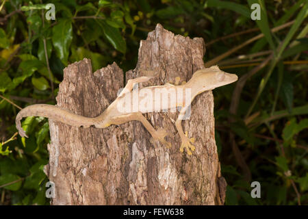 Gefütterte Leaf-Tailed Geckos (Uroplatus Lineatus), Madagaskar Stockfoto