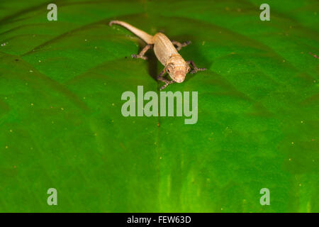 Juvenile Peyrieras Pygmäen Chamäleon (Brookesia Peyrierasi), Nosy Mangabe, Maroantsera, Madagaskar Stockfoto