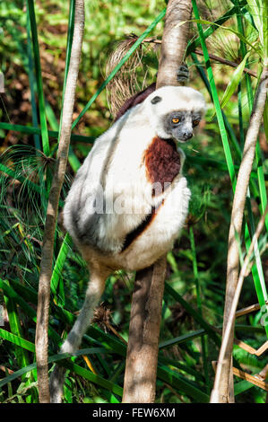 Coquerel Sifaka (Propithecus Coquereli), Madagaskar Stockfoto