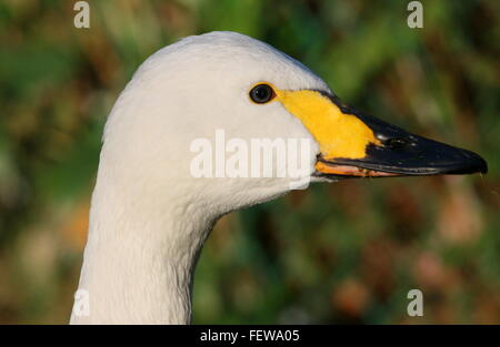 Porträt-Nahaufnahme von einem männlichen eurasischen Bewick Schwan (Cygnus Bewickii, Cygnus Columbianus Bewickii) Stockfoto