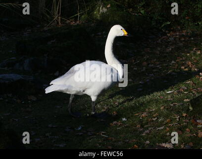 Eurasische Bewick Schwan (Cygnus Bewickii, Cygnus Columbianus Bewickii) Stockfoto