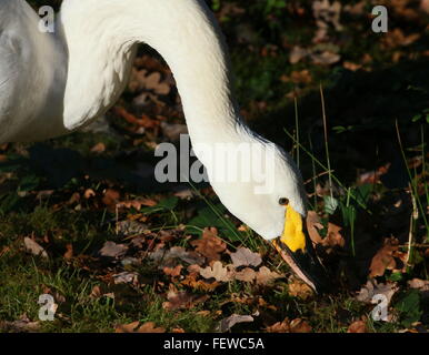 Eurasische Bewick Schwan (Cygnus Bewickii, Cygnus Columbianus Bewickii) Stockfoto